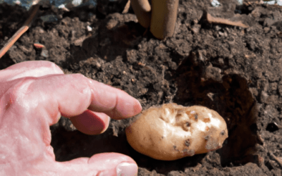 Quando si piantano le patate: Guida completa