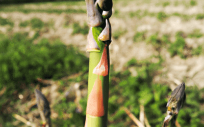 Asparago selvatico: Guida Agronomica