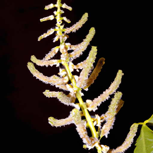 Monilia: Guida Agronomica