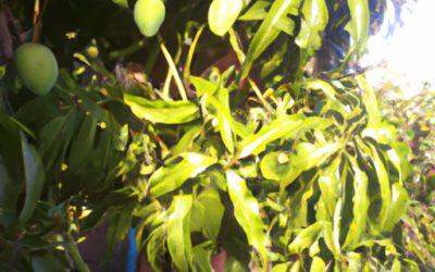 Albero di mango: Come trattarlo? Guida agronomica