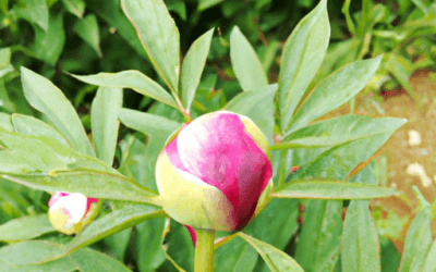 Peonia arbustiva: consigli agronomici – Agrimag