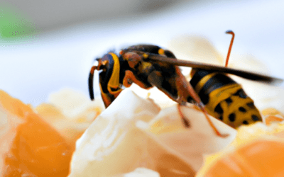 Vespa mandarinia: Tutto quello da sapere