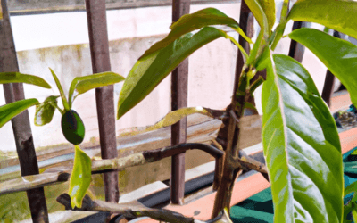 Avocado pianta: Tutto quello che devi sapere