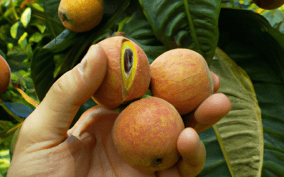 Nespole italiane: guida agronomica