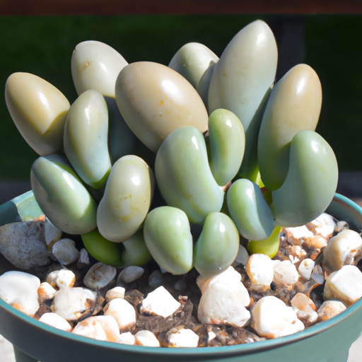 Pachyphytum oviferum: Come coltivarla?