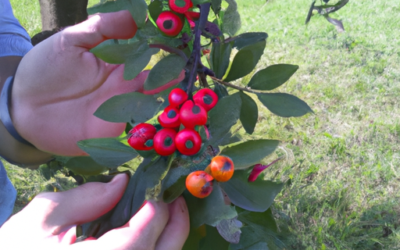 Biancospino albero: come coltivarlo e trattarlo