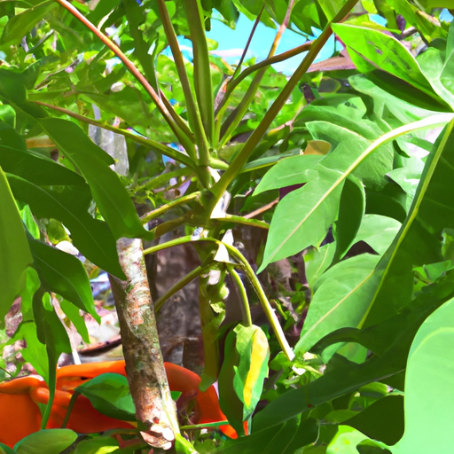 Pianta di papaya: come coltivarla e trattarla 1 Pianta di papaya: come coltivarla e trattarla