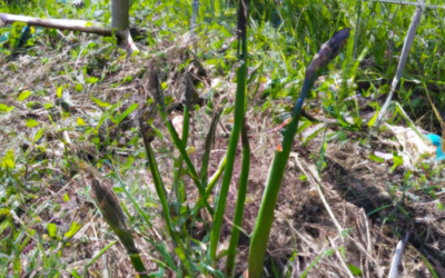 Asparagina selvatica: come coltivarla e trattarla