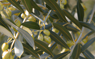 Olive bianche: Tutto quello da sapere