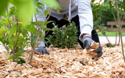 Pacciamatura significato: Glossario Agronomico