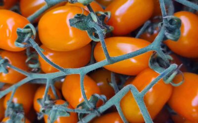 Pomodoro datterino: manuale completo 2023