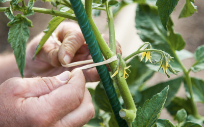 Concime per pomodori: quale scegliere?