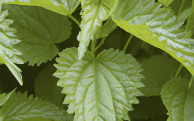 Ortica pianta: Guida Agronomica