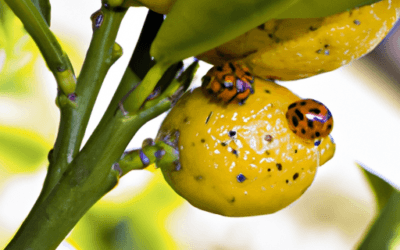 Cocciniglie del Limone: Come Riconoscerle e Combatterle