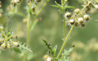 Seme erba medica: tutto quello da sapere