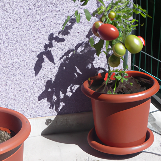 Pomodori in vaso: Come coltivarli? Guida 1 Pomodori in vaso: Come coltivarli? Guida