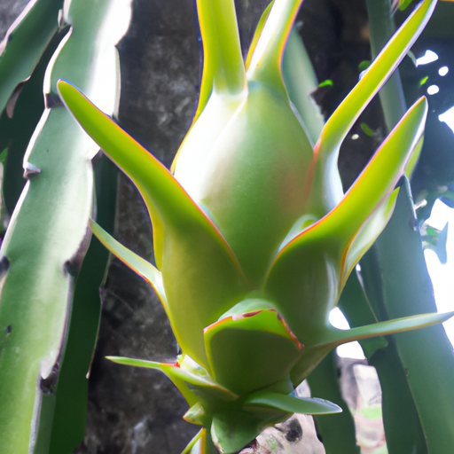 Dragon fruit pianta: tutto quello che devi sapere 1 Dragon fruit pianta: tutto quello che devi sapere