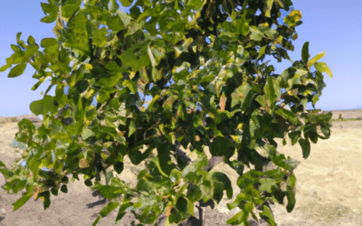 Albero di pistacchio: Guida Agronomica