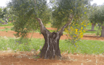 Potatura ulivi: Guida completa definitiva e aggiornata