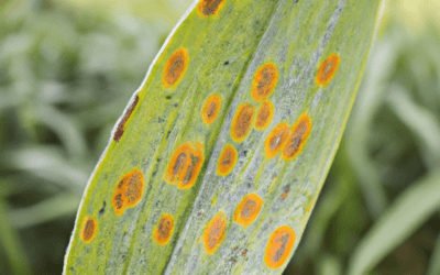 Septoria: tutto quello che devi sapere