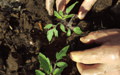 Quando si piantano i pomodori: Guida Completa 2023