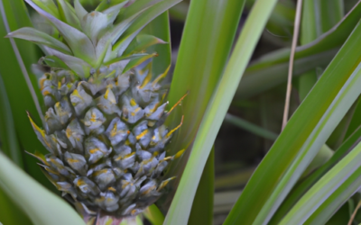 Pianta di Ananas: Come Coltivarla in Vaso e Trattarla