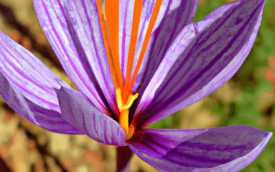 Zafferano: Coltivazione del Crocus Sativus e Raccolta