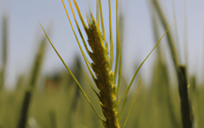 Punteruolo del grano: Guida Agronomica