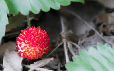 Fragoline di bosco: Guida Agronomica