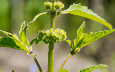 Timo selvatico: Guida Agronomica