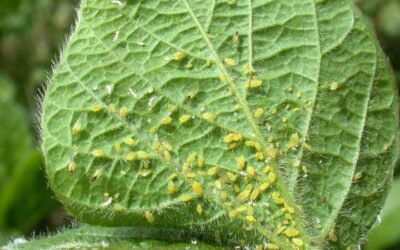 Afidi Rimedi Naturali: Come Eliminarli in Modo Efficace