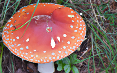 Fungo rosso e bianco: tutto sulla Amanita