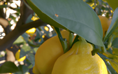 Concime limoni: Guida definitiva