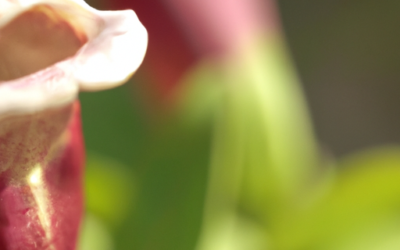 Bocca di lupo fiore: come coltivarlo – Guida