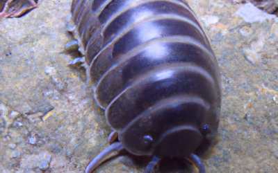 Armadillidium vulgare: che cosa sono? Rimedi