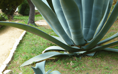 Agave americana: Guida Agronomica