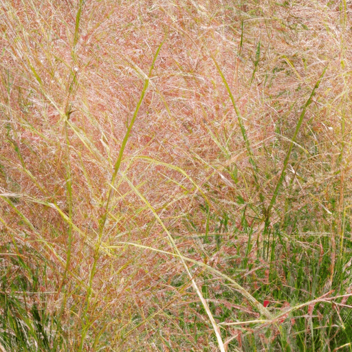 Muhlenbergia capillaris: Guida Agronomica 1 Muhlenbergia capillaris: Guida Agronomica