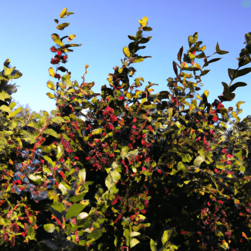 Pianta mirto: Guida Agronomica