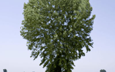 Il tiglio: Guida Agronomica