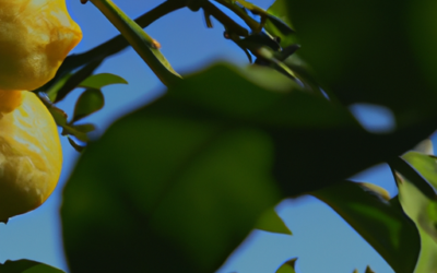 Limoni albero: tutto quello che devi sapere