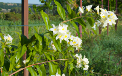 Finto gelsomino: Guida Agronomica