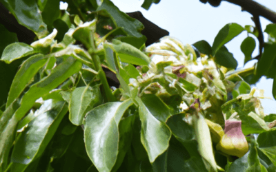 Albero di giada fioritura: Ecco cosa devi sapere