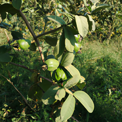 Psidium guajava: come coltivarla e trattarla 1 Psidium guajava: come coltivarla e trattarla