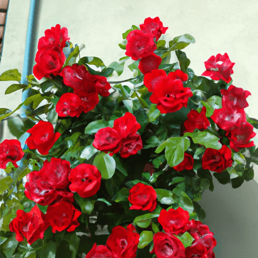 Concime per roselline: Guida definitiva 1 Concime per roselline: Guida definitiva