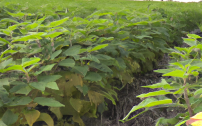 Topinambur coltivazione: guida agronomica aggiornata