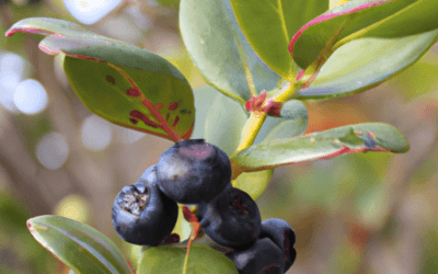 Mirto pianta: Tutto quello che devi sapere