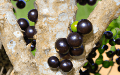 Jabuticaba: Guida Agronomica