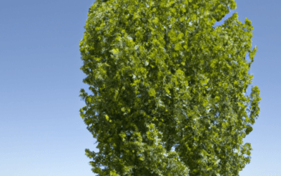 Tiglio albero: Guida Agronomica