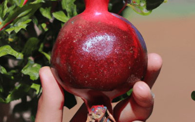Potature melograno: Guida completa passo passo