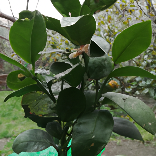 Pianta chinotto: come trattarla in Biologico